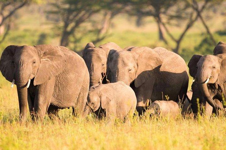 5 Days Budget Tanzania Safari: Serengeti and Ngorongoro Crater