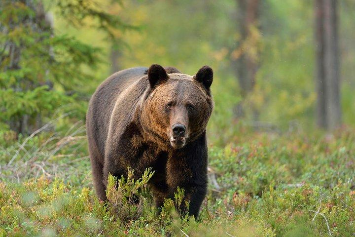 Carpathian Wilderness: A Wildlife Experience from Brașov