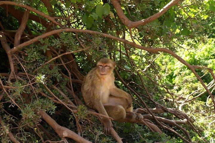Marrakech: Ouzoud Waterfalls Guided Day Trip with Boat Ride