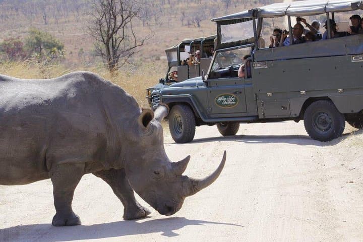 Full Day Safari in the Kruger National Park from Hazyview
