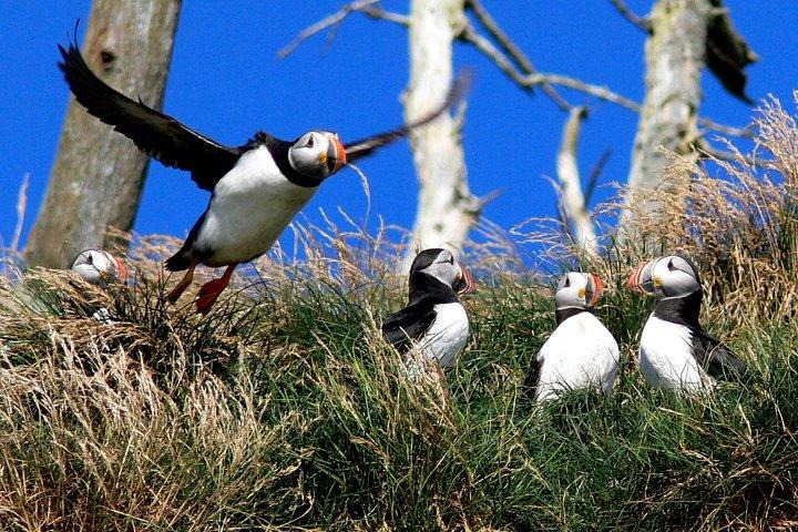 Newfoundland Puffin and Whale Watch Cruise