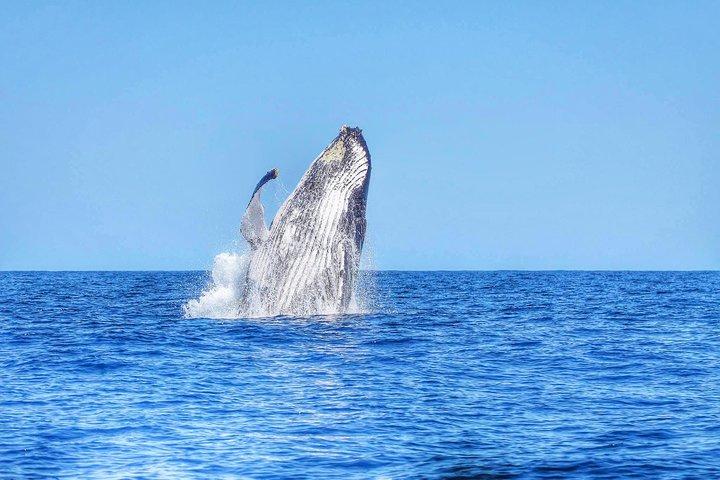 Wild Dolphin Swim & Responsible Whale Watching with Transport