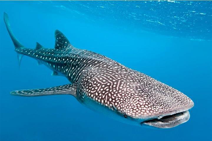 Private and Shared Whale Shark Tour from Tulum