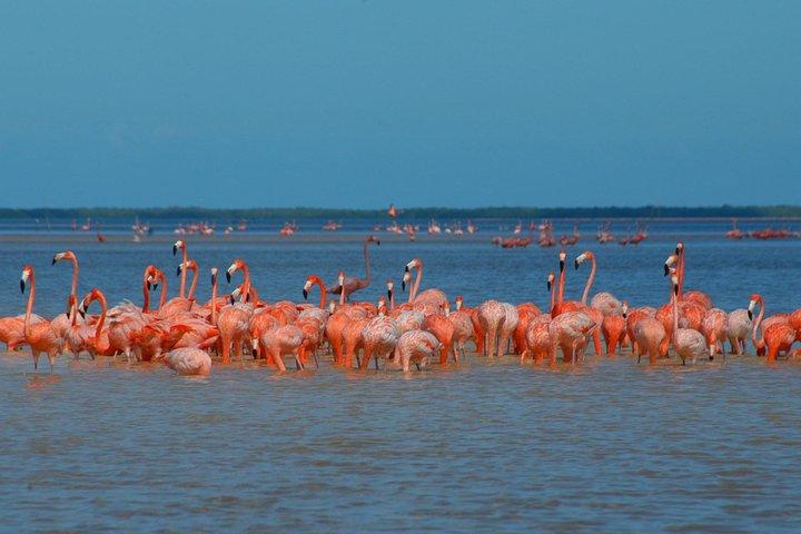 Private Tour: Ek Balam, Pink Flamingos Sanctuary and Tequila Tasting Factory