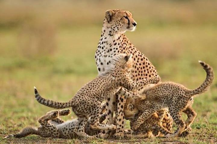 Manyara and Ngorongoro Crater