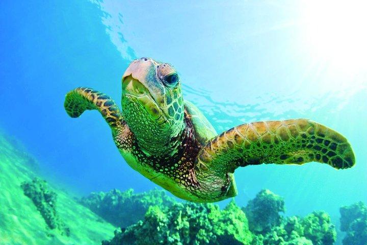 Waikiki Catamaran Snorkel with Lunch Option: Turtles Guaranteed