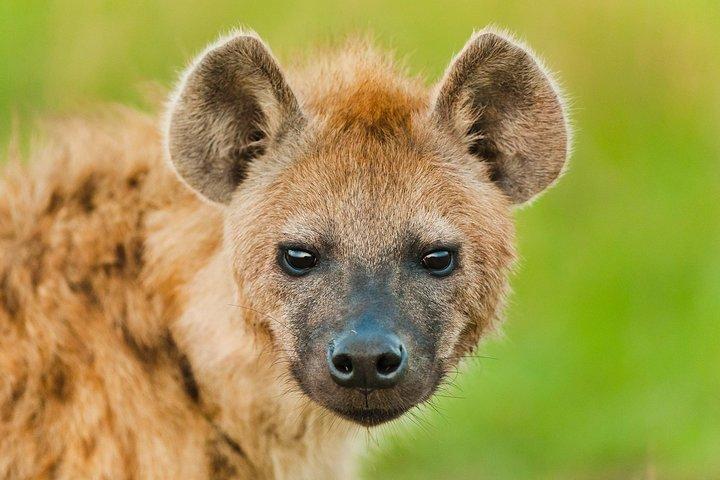 Day 3 Camping Safari : Lake Manyara to Ngorongoro Crater to Tarangire (Budget)