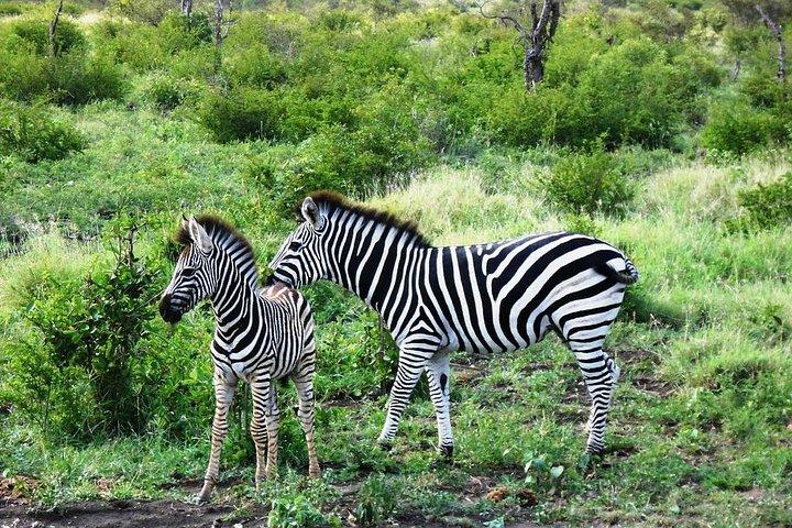Day 3 Camping Safari : Lake Manyara to Ngorongoro Crater to Tarangire (Budget)