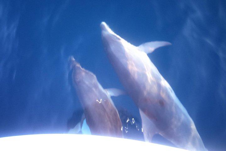 Premium Dolphins Watching in the National Park Brijuni from Pula