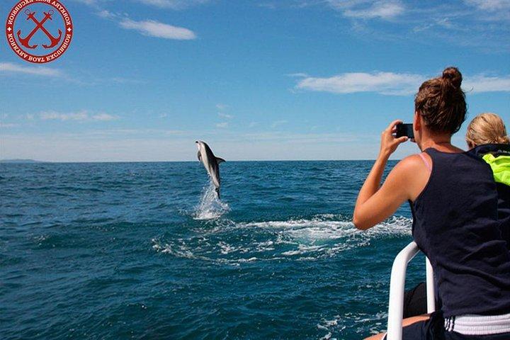 Premium Dolphins Watching in the National Park Brijuni from Pula