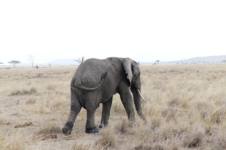 Private 6-Day Tarangire Manyara Crater and Serengeti with Mid-Range Lodges