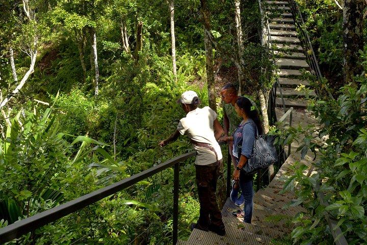 Ebony Forest Reserve Chamarel - Take a Hike Tour