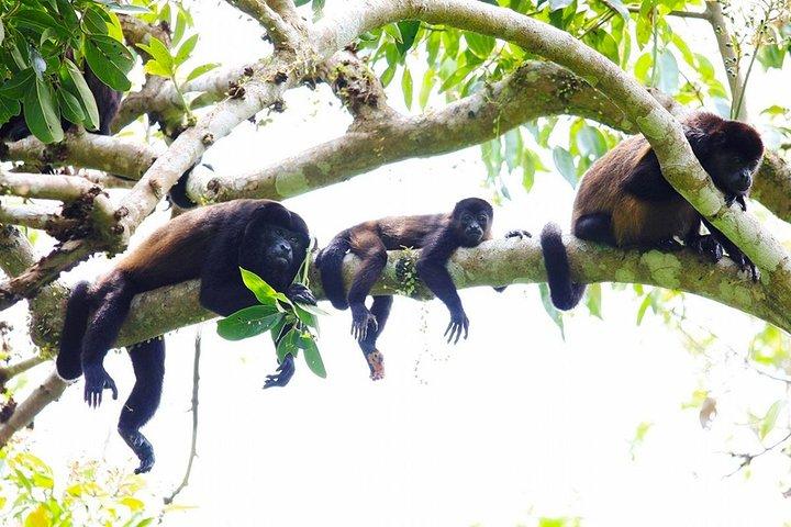 Afternoon Arenal Volcano Tour & Natural Hot Springs River