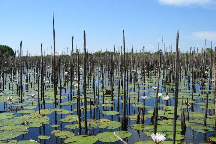Half-Day Tigre Delta Tour from Buenos Aires including Lunch