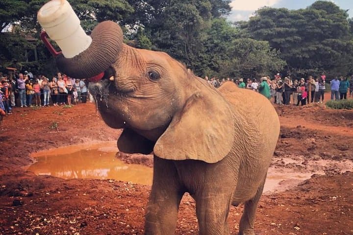 Giraffe Center, Elephant Orphanage and Kobe Beads Guided Tour