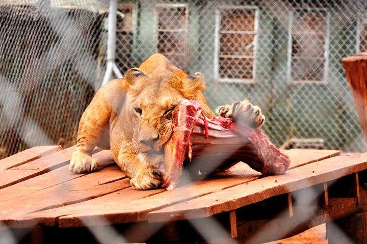 Nairobi Animal Orphanage, Safari Walk & Bomas Cultural Dance Show