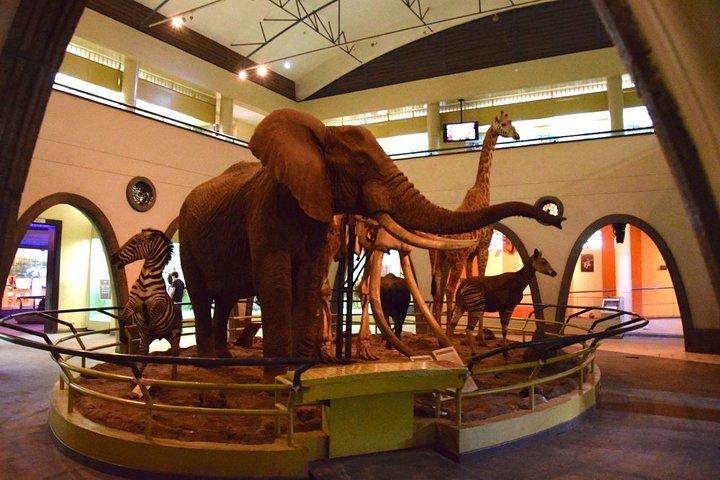 Half Day Giraffe Center,Baby Elephant&Karen Blixxen Guided Tour