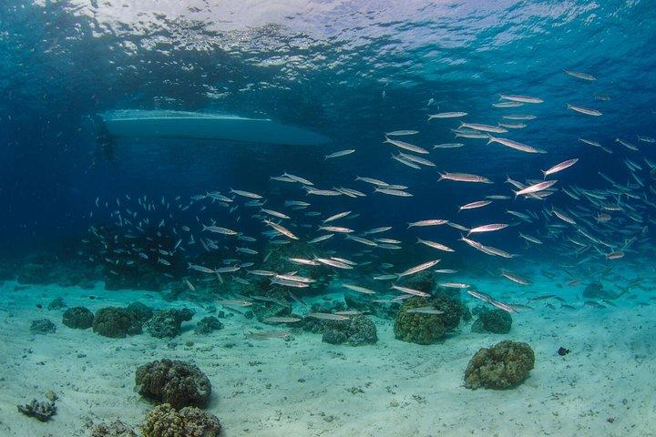 Racha Yai Dive Trip from Phuket
