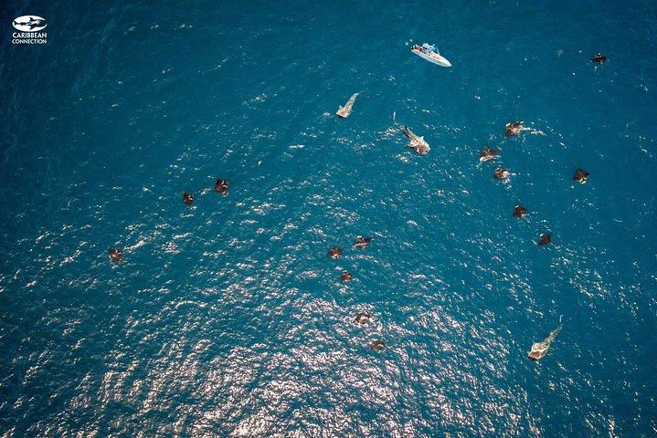 Whale Shark Swimming and Isla Mujeres Beach Tour