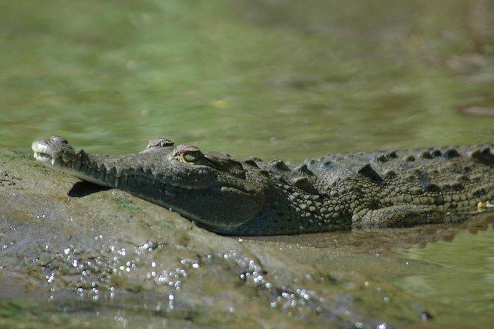 Palo verde boat tour -bird watching & Ceramic Pottery demo