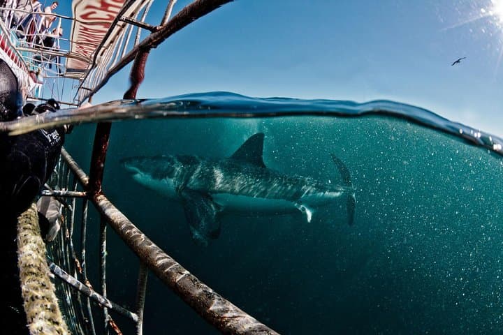 Great White Shark Diving experience.