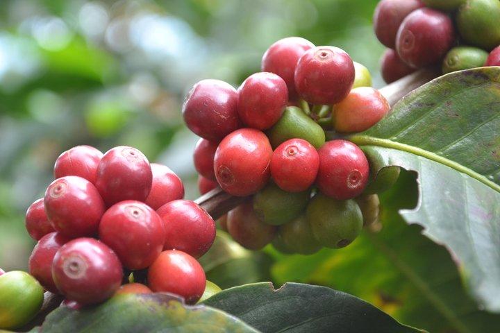 Coffee and Culture in Santa Rosa de Cabal