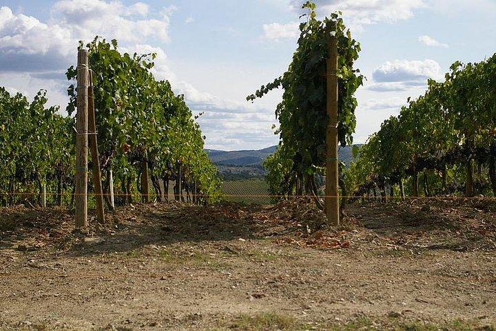Private Tour to Siena and San Gimignano with Wine Tasting & Lunch