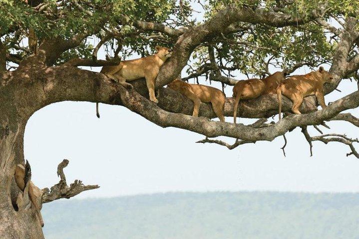 Lake Manyara National Park Guided Day Trip From Arusha