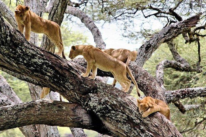 6-Day Best of Tanzania Lake Manyara, Serengeti, Ngorongoro & Tarangire - Comfort