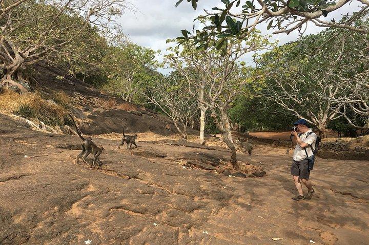 Day Tour to Sigiriya Rock Fortress & Dambulla Rock Cave Temple.