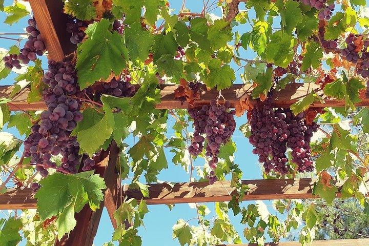 Troodos Mountains Vino Venture: All Inclusive Full Day Wine Tour