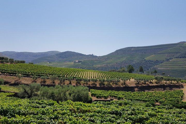 Douro Valley Small-Group Wine Tour: 2 Wineries, Cruise & Lunch