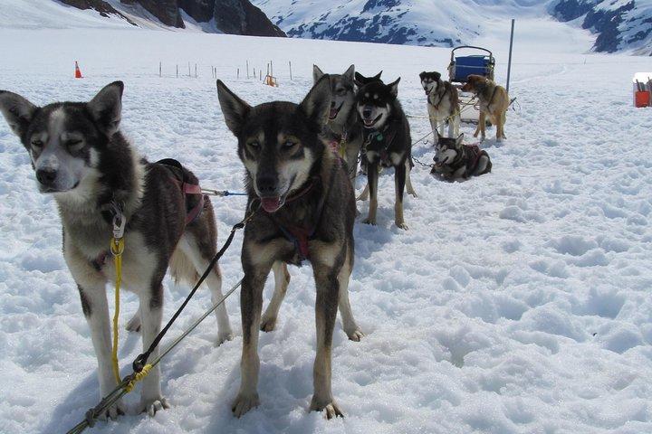 Juneau Helicopter and Dogsledding with Added Glacier Landing