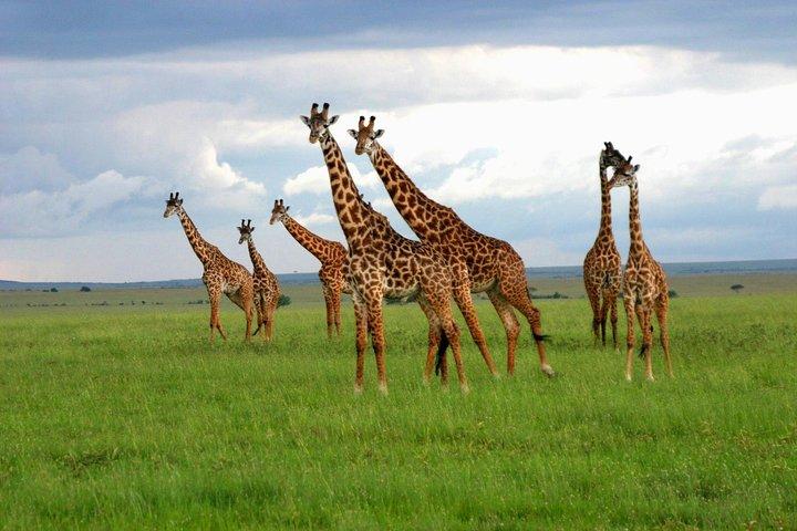5 Days Manyara, Serengeti & Ngorongoro Camping Safari from Arusha