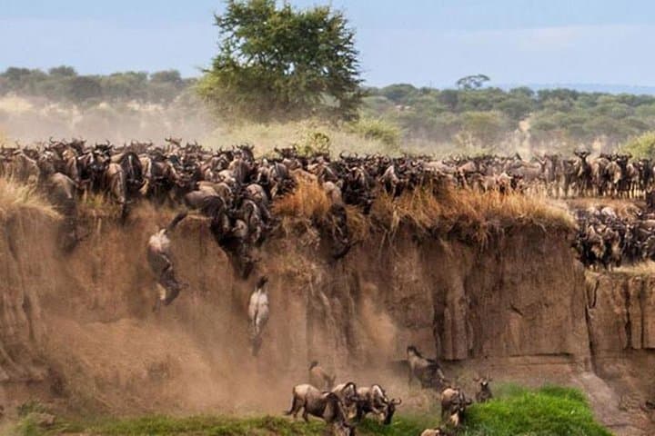 3 Days Maasai Mara Guided Safari from Nairobi