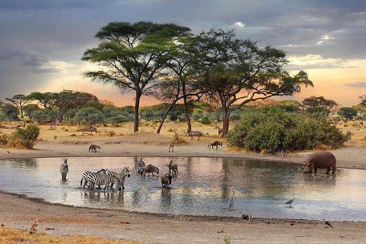 8 Days Best of Kenya and Tanzania Safari from Nairobi