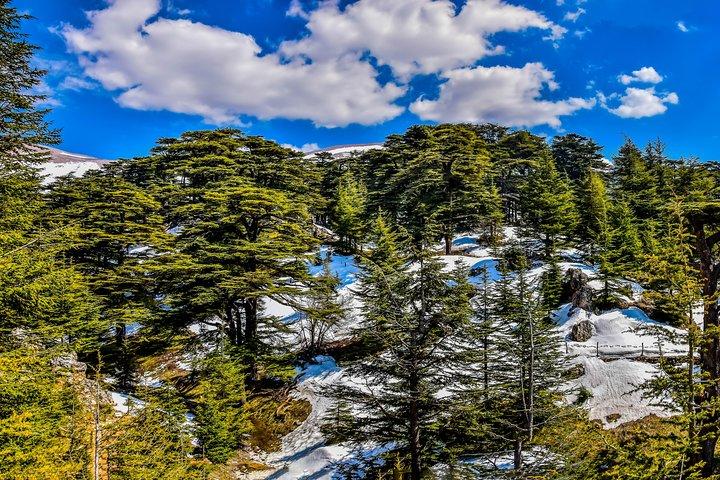 PRIVATE Hiking Day Trip in the Shouf Fabulous Cedars Forest