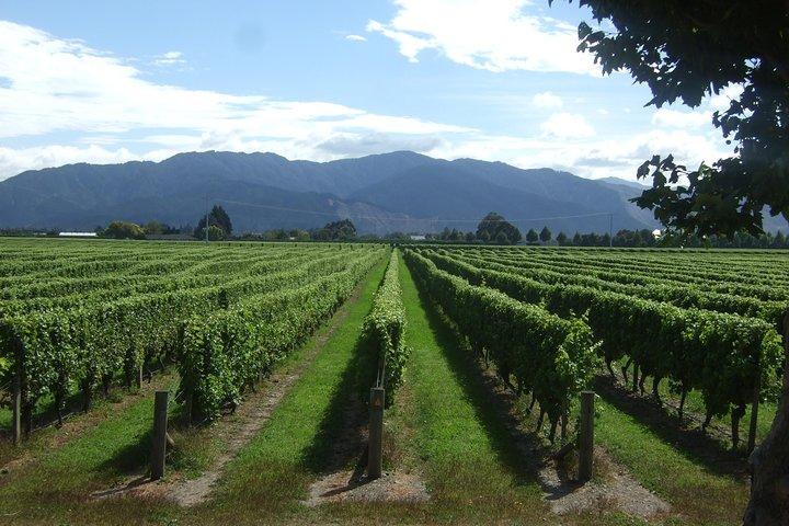 Picton Cruise Ship Shore Excursion Marlborough Wine Tour