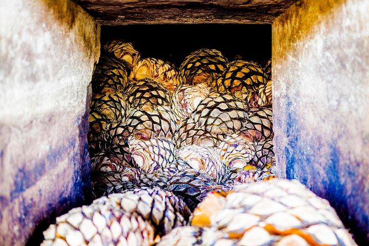 A unique tour! Visiting Hacienda Casa herradura From Guadalajara