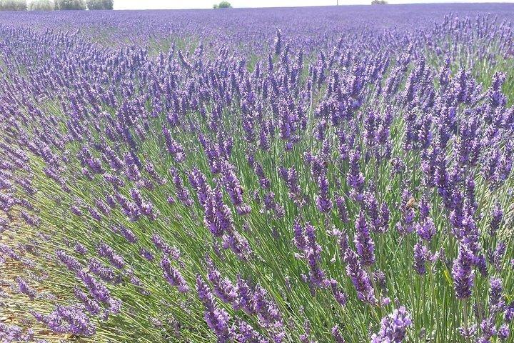 Lavender Beauty Small Group Half Day Tour from Avignon