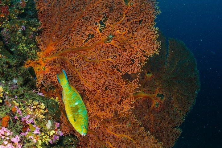 Dive Trip to Phi Phi from Phuket for certified divers