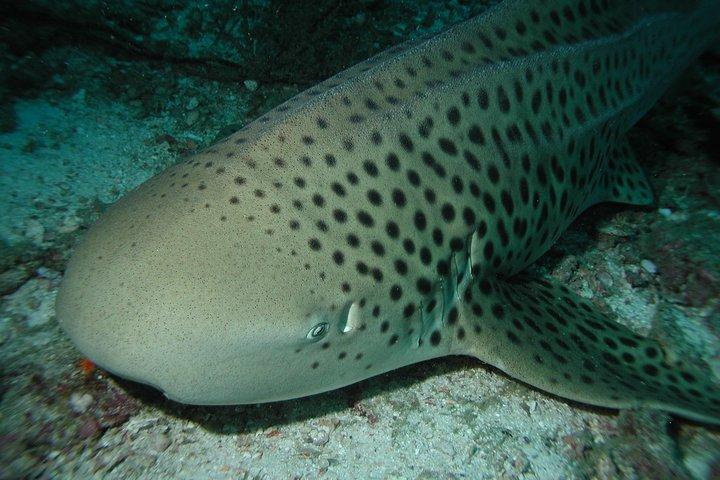 Dive Trip to Phi Phi from Phuket for certified divers