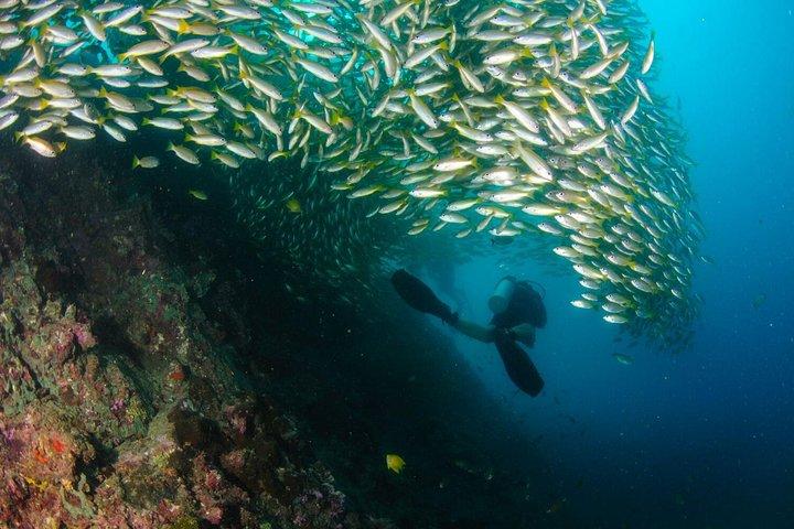 Dive Trip to Phi Phi from Phuket for certified divers
