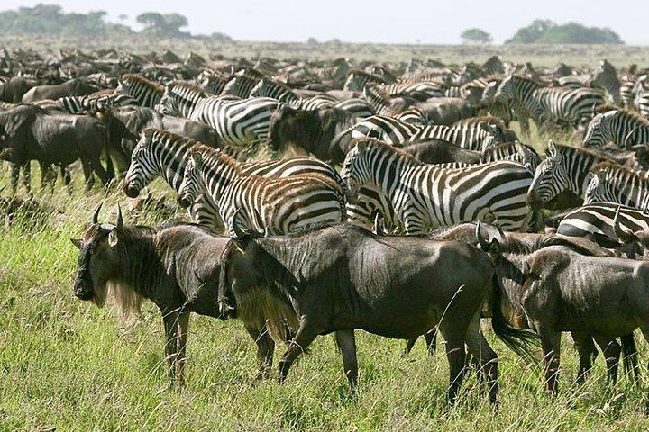 4 Days join group tour Tarangire Serengeti and Ngorongoro crater