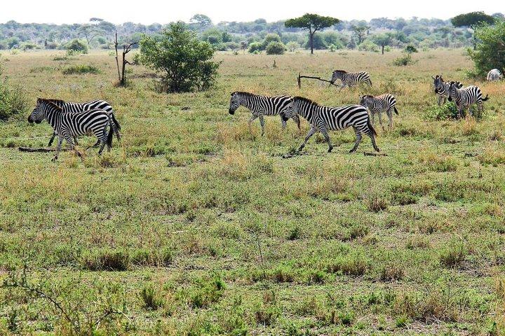 4 Days join group tour Tarangire Serengeti and Ngorongoro crater