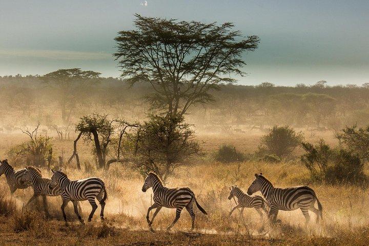 6 Days Tanzania join group Budget Camping Safari