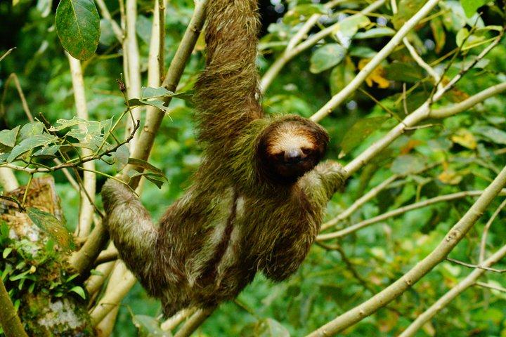 Sloth Watching Tour in La Fortuna - Wildlife Experience