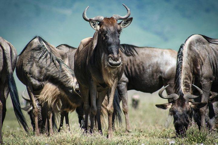 3 Days Masai Mara Group Joining -- Daily Departures