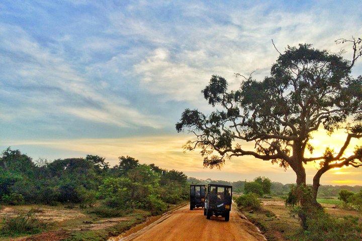 Pick up Hambantota Cruise Ship: Udawalawe National Park Safari