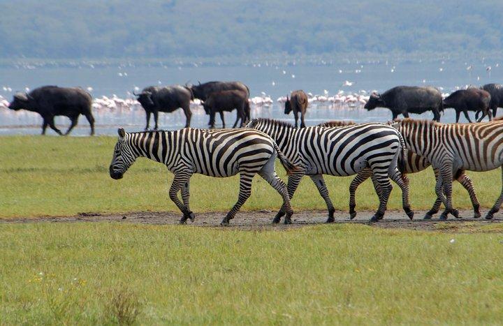 Lake Nakuru & Lake Naivasha Boat Ride Day Trip from Nairobi